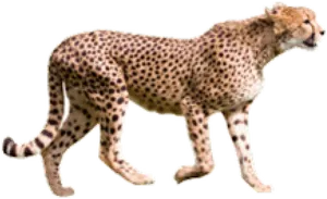 Cheetah Walking Transparent Background PNG Image