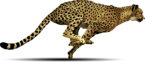 Cheetahin Full Sprint PNG Image