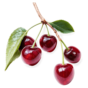 Cherries on Branch PNG 21 PNG with transparent background