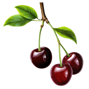 Cherries on Branch PNG use PNG with transparent background