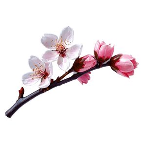 Cherry Blossom Artwork PNG vdn36 PNG with transparent background