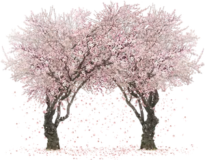 Cherry Blossom Bliss PNG Image