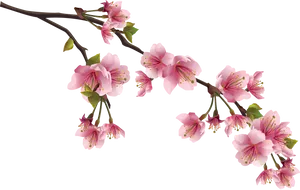 Cherry Blossom Branch Black Background PNG Image