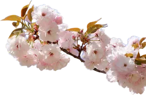 Cherry Blossom Branch Black Background PNG Image