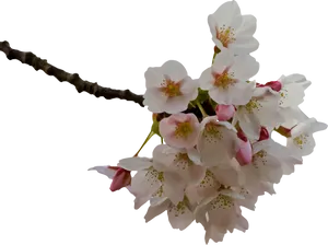 Cherry Blossom Branch Black Background PNG Image