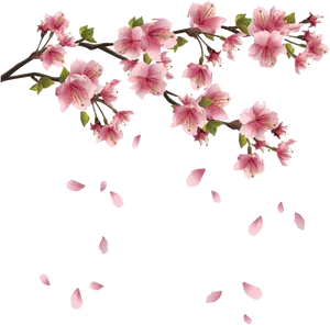 Cherry Blossom Branch Falling Petals PNG Image