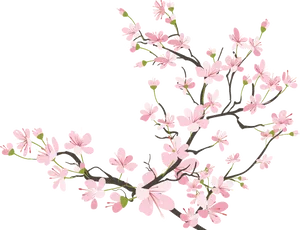 Cherry Blossom Branch Illustration PNG Image