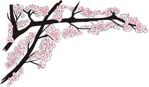 Cherry Blossom Branch Illustration PNG Image