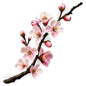 Cherry Blossom Branches Png Cjc PNG Image