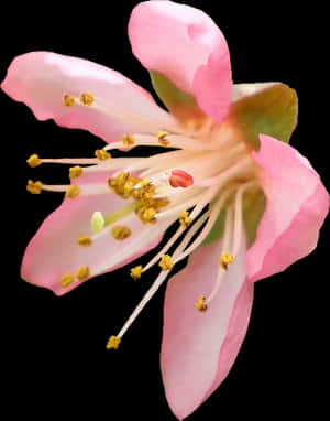 Blossom Transparent Png - Flower Png Cherry Blossom Transparent Background, Png Download PNG