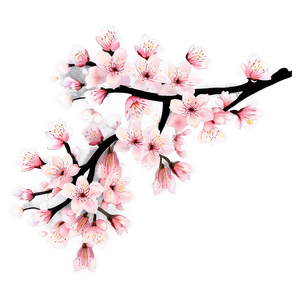 Cherry Blossom Festival Graphics PNG 05032024 PNG image with transparent background