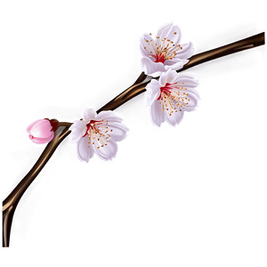 Cherry Blossom Festival Graphics PNG 40 PNG image with transparent background