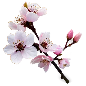 Cherry Blossom Flower A PNG Image