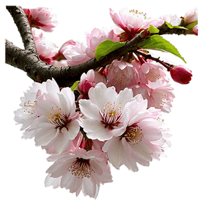 Cherry Blossom in Full Bloom PNG 90 PNG image with transparent background