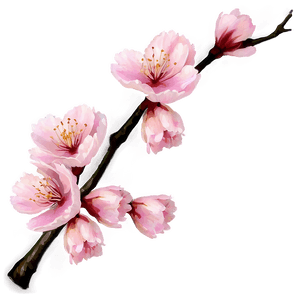 Cherry Blossom in Full Bloom PNG pgx PNG image with transparent background