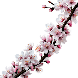 Cherry Blossom in Full Bloom PNG uib PNG image with transparent background