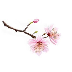 Cherry Blossom in Full Bloom PNG wkm82 PNG image with transparent background