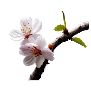 Cherry Blossom Night View PNG 23 PNG image with transparent background