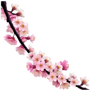 Cherry Blossom Night View PNG ofi PNG image with transparent background