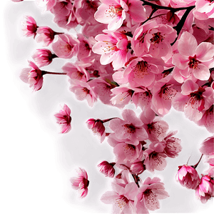 Cherry Blossom Petals Overlay PNG 05032024 PNG image with transparent background