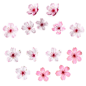 Cherry Blossom Petals Overlay PNG 79 PNG image with transparent background