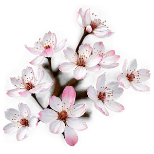 Cherry Blossom Petals Overlay PNG nkx PNG image with transparent background