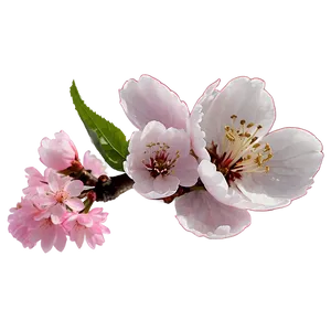 Cherry Blossom Petals Png 67 PNG Image