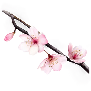 Cherry Blossom Petals Png 83 PNG Image