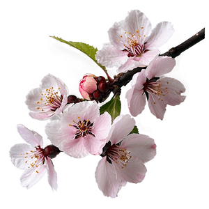 Cherry Blossom PNG 45 PNG