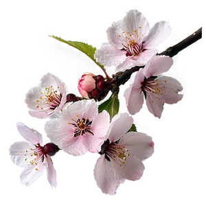 Cherry Blossom Png 45 PNG Image