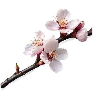 Cherry Blossom Png Kjj45 PNG Image