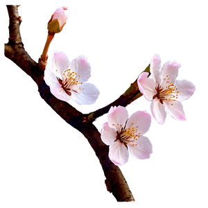 Cherry Blossom PNG lua96 PNG with transparent background