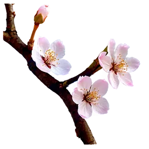 Cherry Blossom Png Lua96 PNG Image