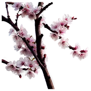 Cherry Blossom Spring Png Wyo PNG Image