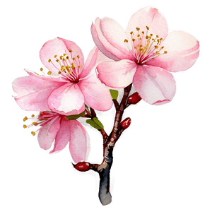 Cherry Blossom Watercolor Painting PNG 19 PNG image with transparent background
