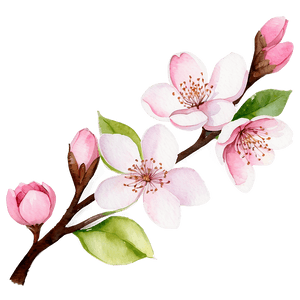 Cherry Blossom Watercolor Painting PNG fqk62 PNG image with transparent background