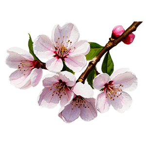 Cherry Blossom Watercolor Painting PNG llj32 PNG image with transparent background