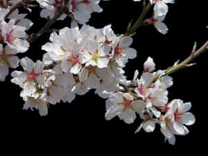 Cherry Blossoms Against Dark Background.jpg PNG image with transparent background
