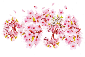 Transparent Cherry Blossom Png - Bunga Sakura Png Transparent, Png Download PNG