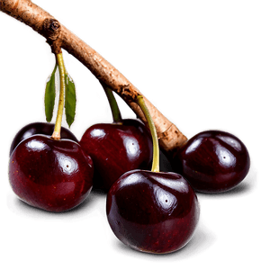 Cherry Harvest PNG 06212024 PNG with transparent background