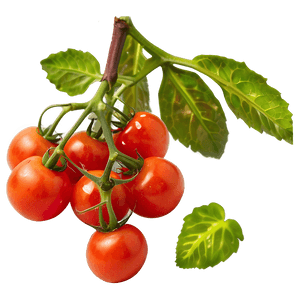 Cherry Tomato Plant PNG dlm PNG