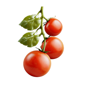 Cherry Tomato Plant PNG kig15 PNG