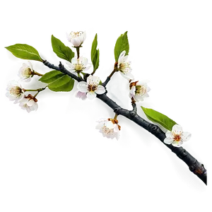 Cherry Tree Branch Png Qdk PNG Image