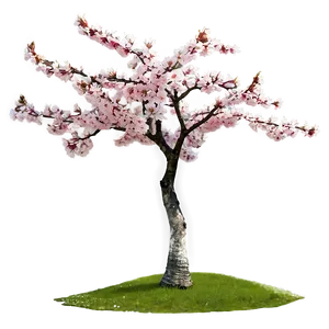 Cherry Tree D PNG Image