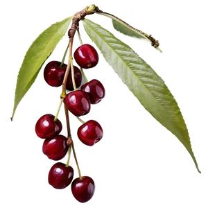 Cherry Tree Garden Png 06212024 PNG Image