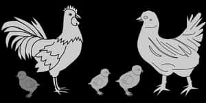 Chicken Family Silhouette PNG image with transparent background