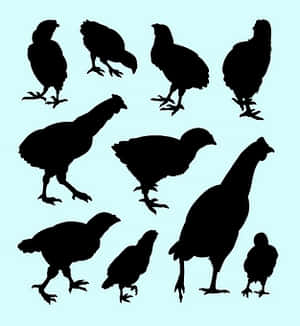 Chicken Silhouettes Collection PNG with transparent background