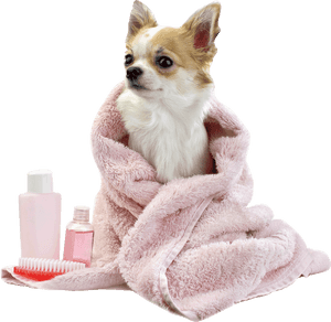 Dog Bath Png Transparent Dog Bath - Dog Grooming Png, Png Download PNG image with transparent background