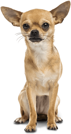 Chihuahua Great Dane Dachshund Poodle Puppy, HD Png Download PNG image with transparent background