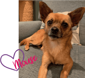 Chihuahua, HD Png Download PNG image with transparent background